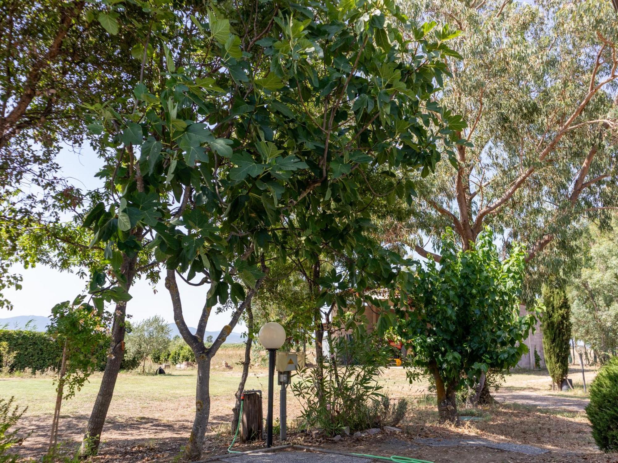 Agriturismo I Gelsi Marina Di Grosseto Esterno foto
